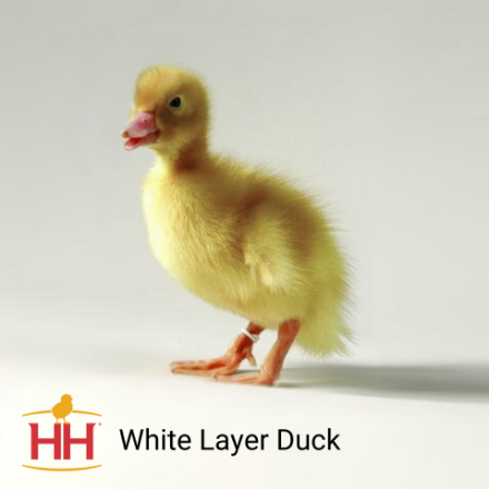 Picture of White Layer Duck