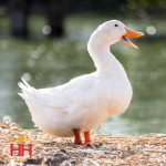 Picture of White Layer Duck