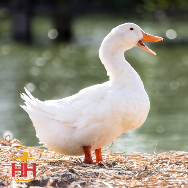 Picture of White Layer Duck