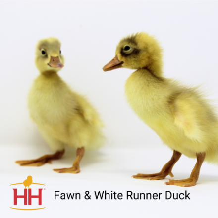 Picture of Fawn and White Runner Duck