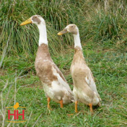 Picture of Fawn and White Runner Duck