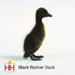 Picture of Black Runner Duck