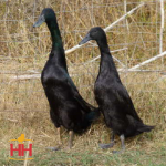 Picture of Black Runner Duck