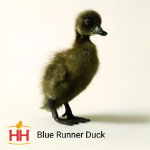 Picture of Blue Runner Duck