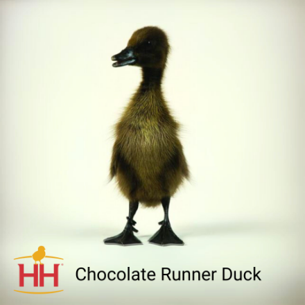 Picture of Chocolate Runner Duck