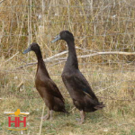 Picture of Chocolate Runner Duck