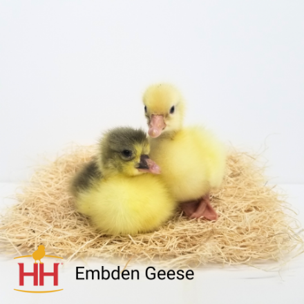 Picture of Embden Geese