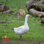 Picture of Embden Geese