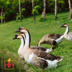 Picture of Brown African Geese