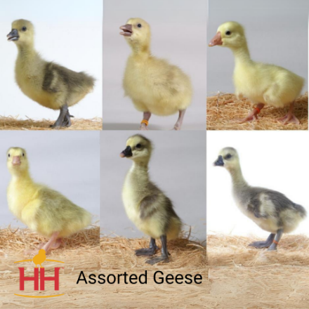 Picture of Assorted Geese