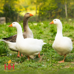 Picture of Assorted Geese