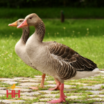 Picture of Toulouse Geese