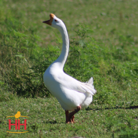 Picture of White Chinese Geese