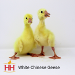 Picture of White Chinese Geese