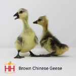 Picture of Brown Chinese Geese