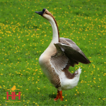 Picture of Brown Chinese Geese