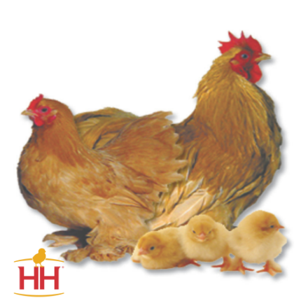 Picture of Buff Cochin Bantam