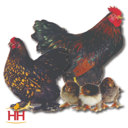 Picture of Golden Laced Cochin Bantam