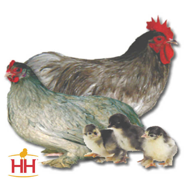 Picture of Blue Cochin Bantam