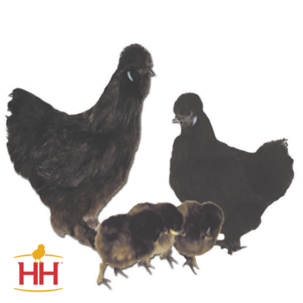 Picture of Black Silkie Bantam- Straight Run