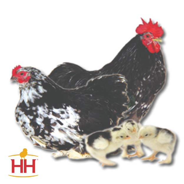 Picture of Mottled Cochin Bantam