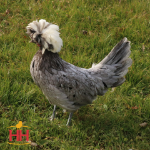 Picture of White Crested Blue Polish Bantam