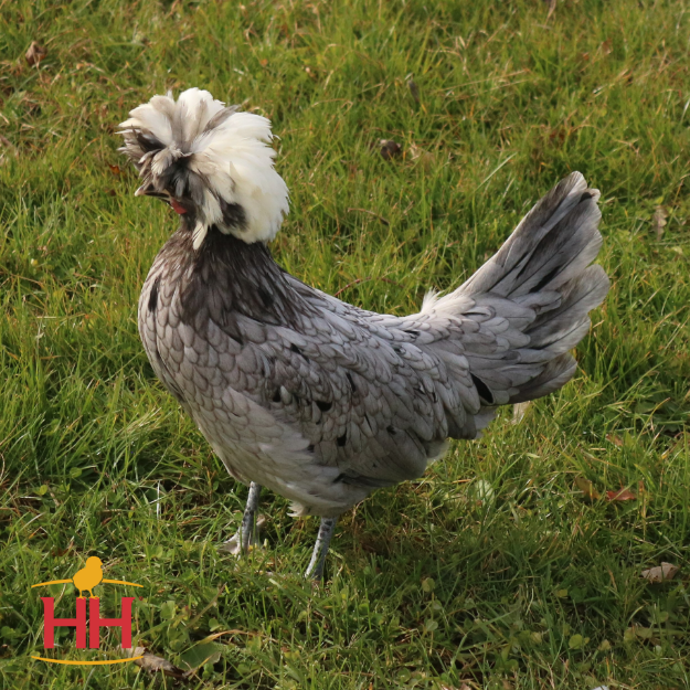 Picture of White Crested Blue Polish Bantam