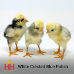 Picture of White Crested Blue Polish Bantam