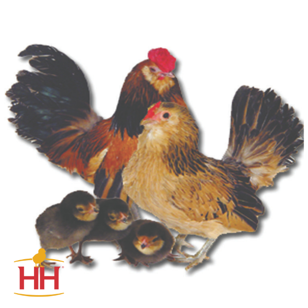 Picture of Belgian Quail Bantam