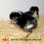 Picture of Barred Old English Bantam