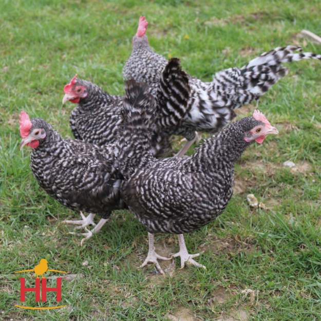 Picture of Barred Old English Bantam