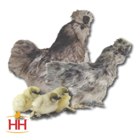 Picture of Blue Silkie Bantam- Straight Run