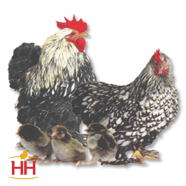 Picture of Silver Laced Cochin Bantam