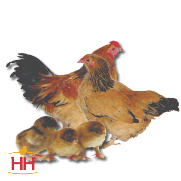 Picture of Buff Brahma Bantam