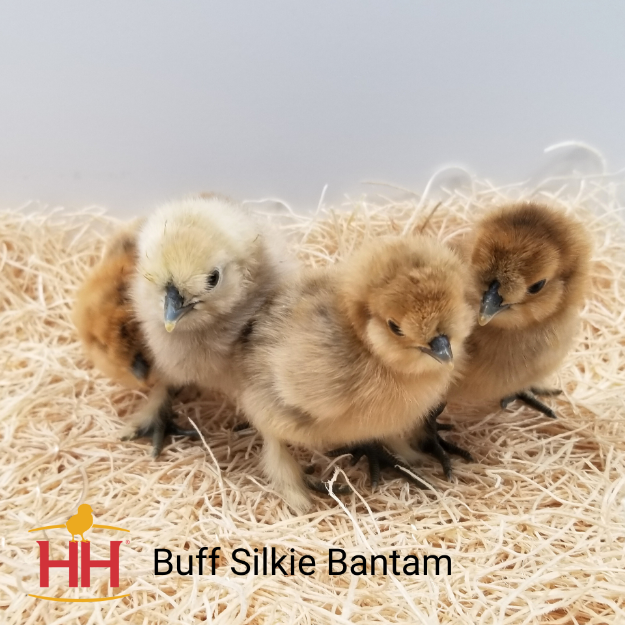 Picture of Buff Silkie Bantam