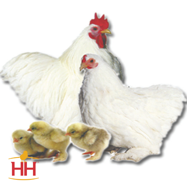 Picture of White Cochin Bantam