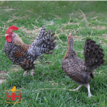 Picture of Crele Old English Bantam- Straight Run