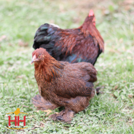 Picture of Partridge Cochin Bantam- Straight Run