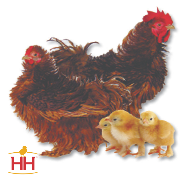 Picture of Red Frizzle Cochin Bantam- Straight Run