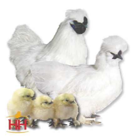 Picture of White Silkie Bantam- Straight Run