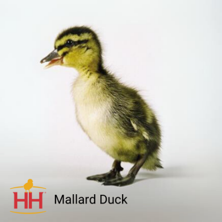 Picture of Mallard Duck- Straight Run