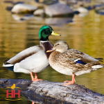 Picture of Mallard Duck- Straight Run