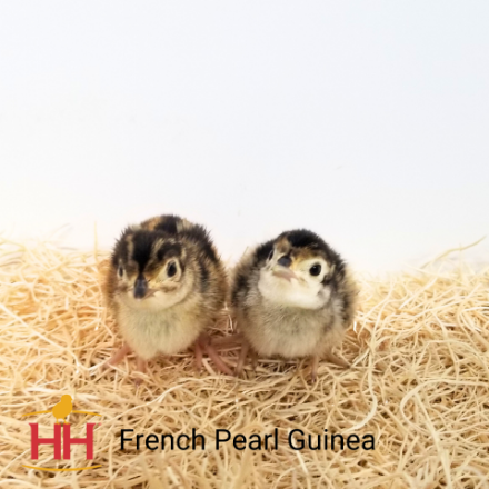 Picture of French Pearl Guinea- Straight Run