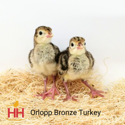 Picture of Orlopp Bronze Turkey- Straight Run