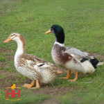 Picture of Silver Appleyard Duck- Straight Run