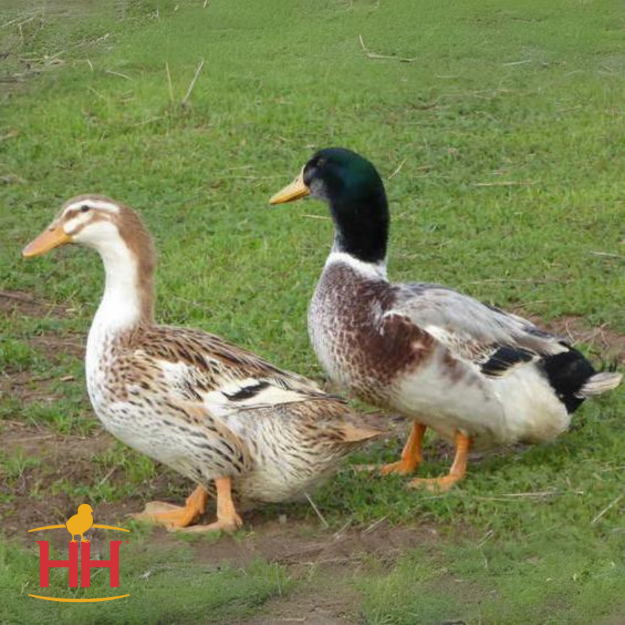 Picture of Silver Appleyard Duck- Straight Run