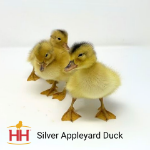 Picture of Silver Appleyard Duck- Straight Run