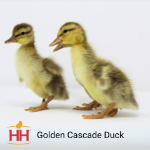 Picture of Golden Cascade Duck- Straight Run