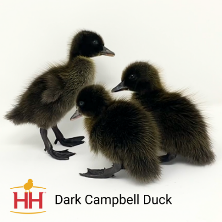 Picture of Dark Campbell Ducks- Straight Run