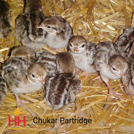 Picture of Chukar Partridge- Straight Run